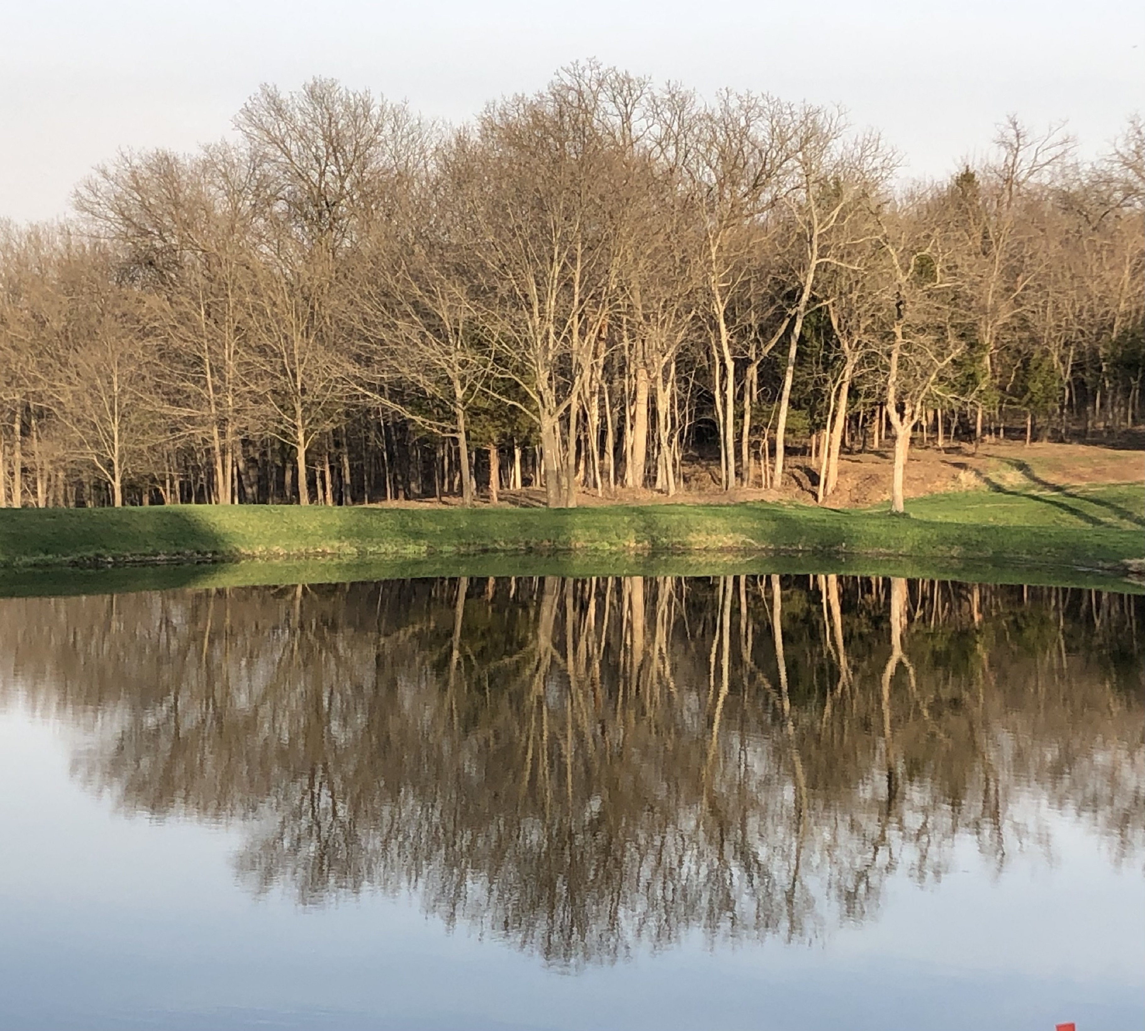 Trees at Hidden Timber Farm horse pasture boarding